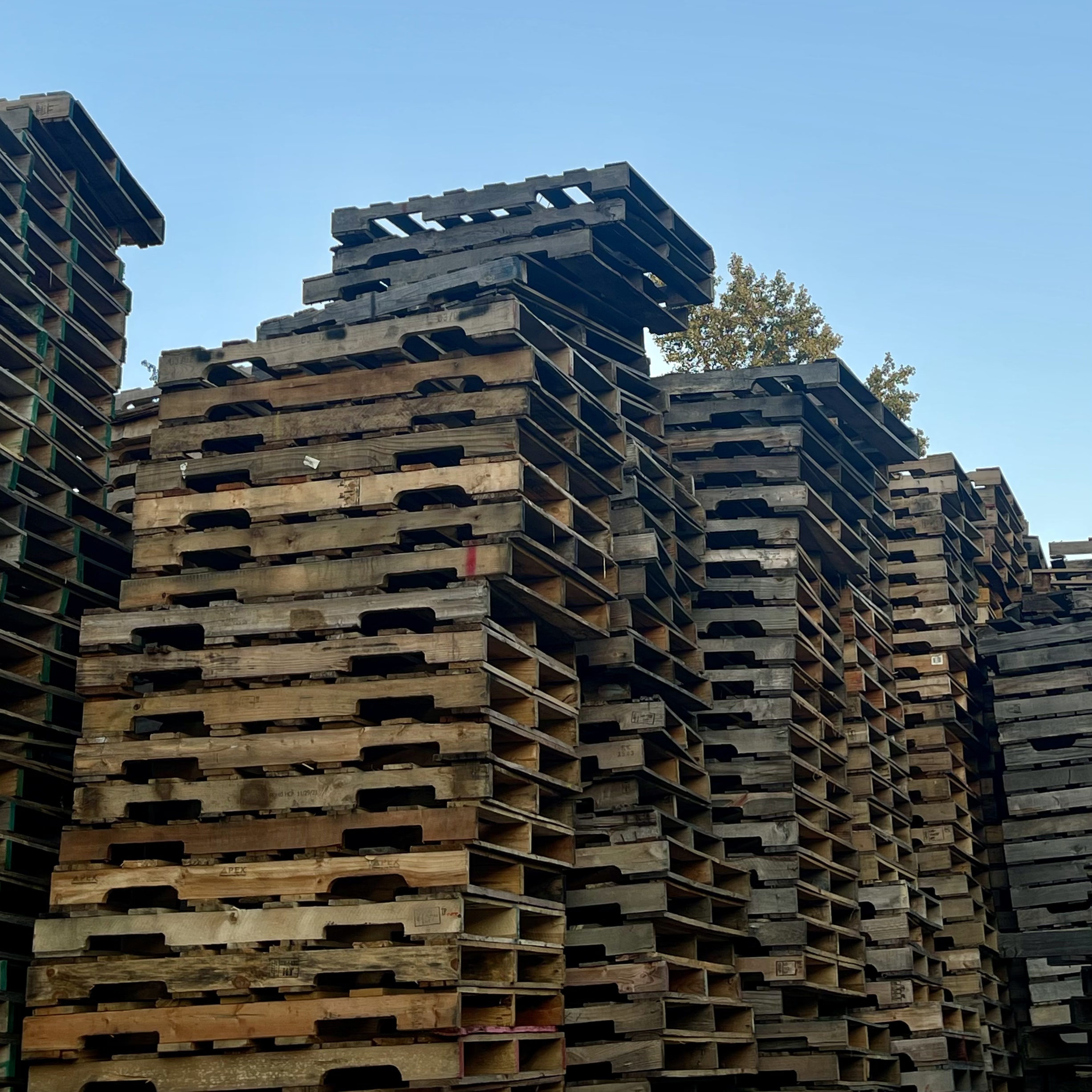 B&L PRIME PALLETS in Kenbridge, VA (4)