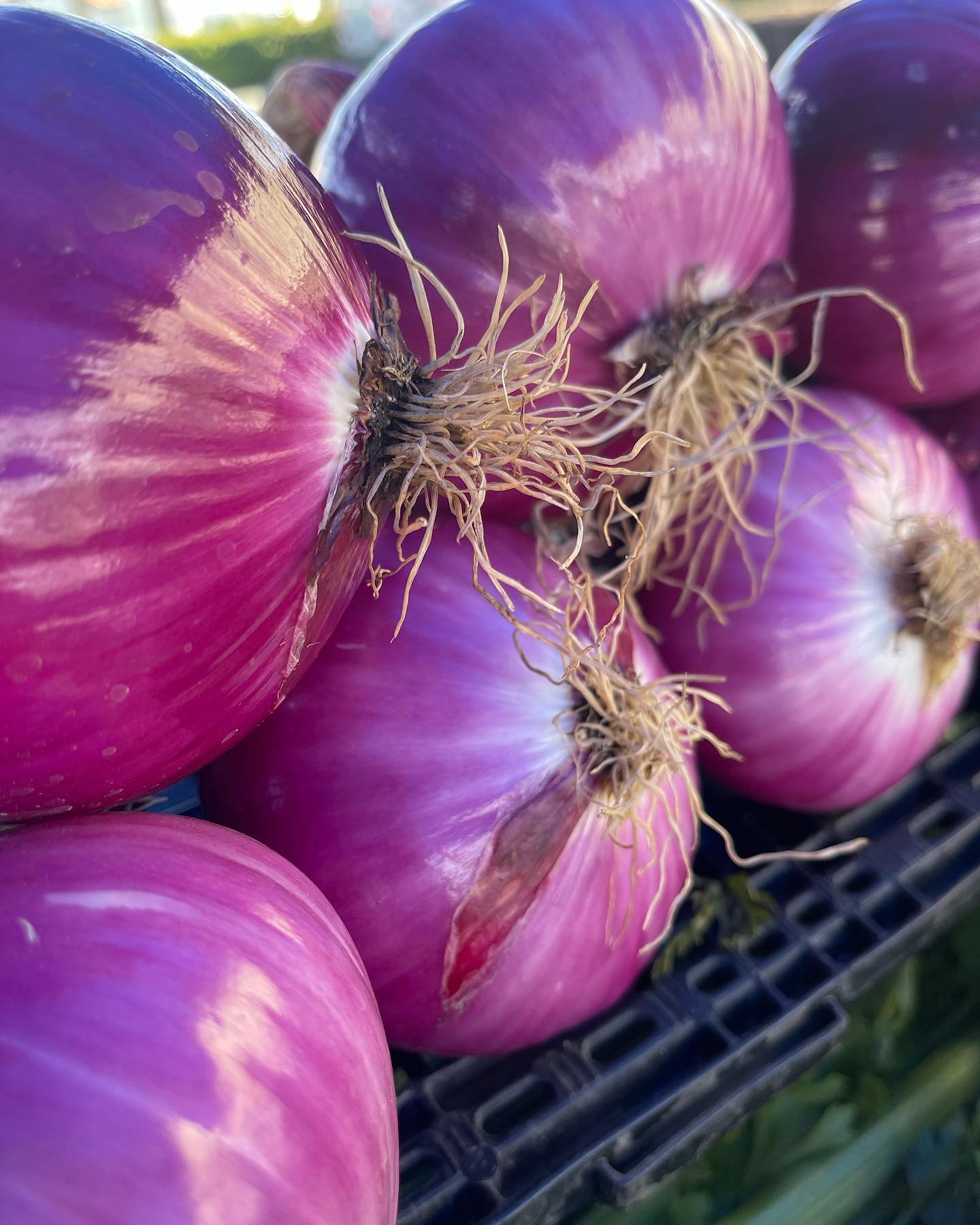 Indian Wells Certified Farmers Market in Indian Wells, CA (5)