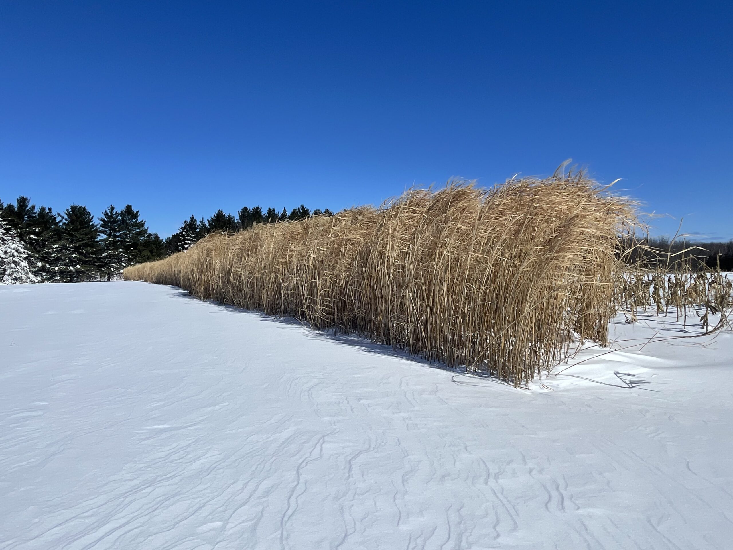 Extreme Custom Food Plots, LLC in Algoma, WI (3)
