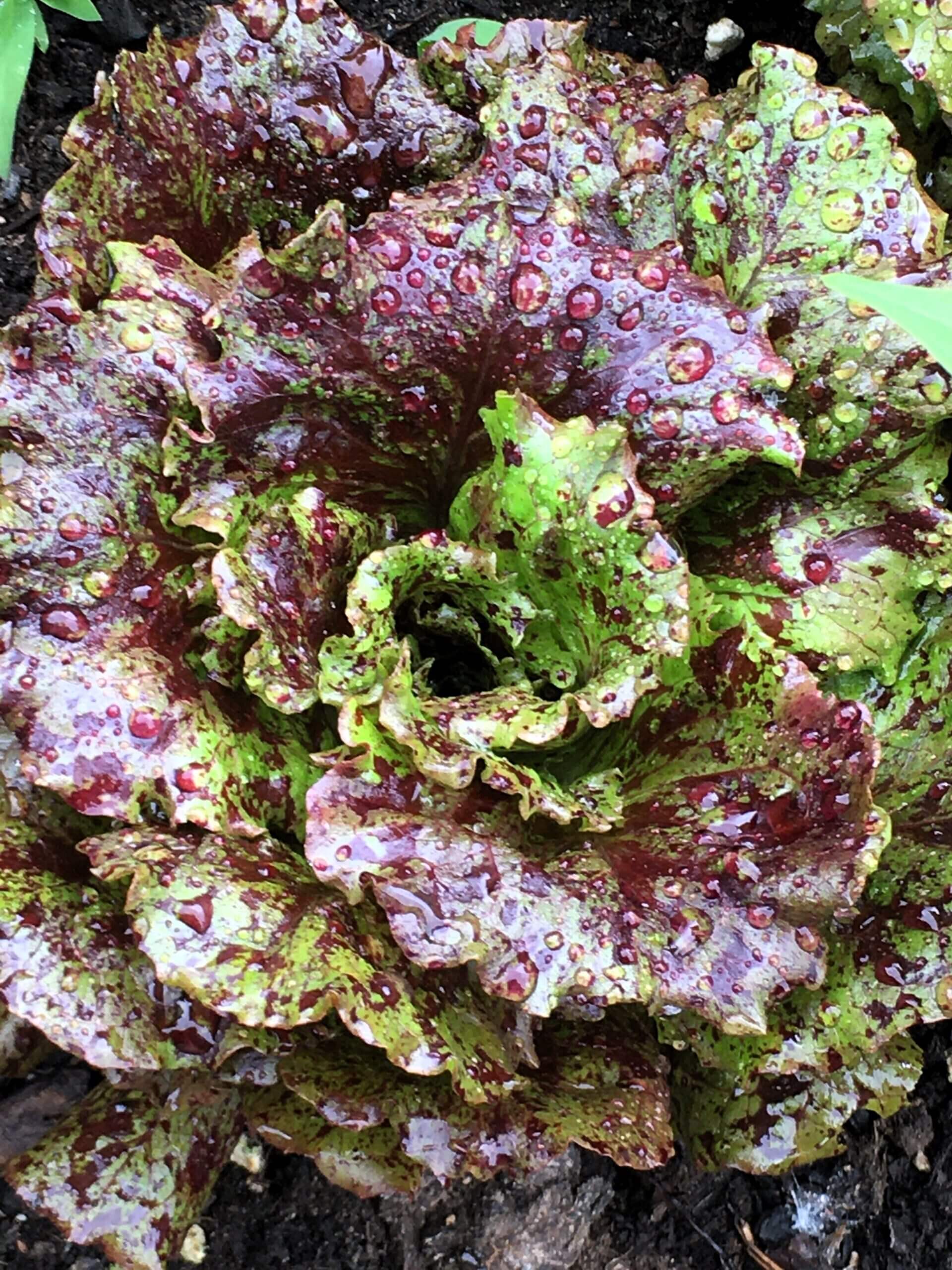 Annie’s Cafe & Produce in Black Mountain, NC