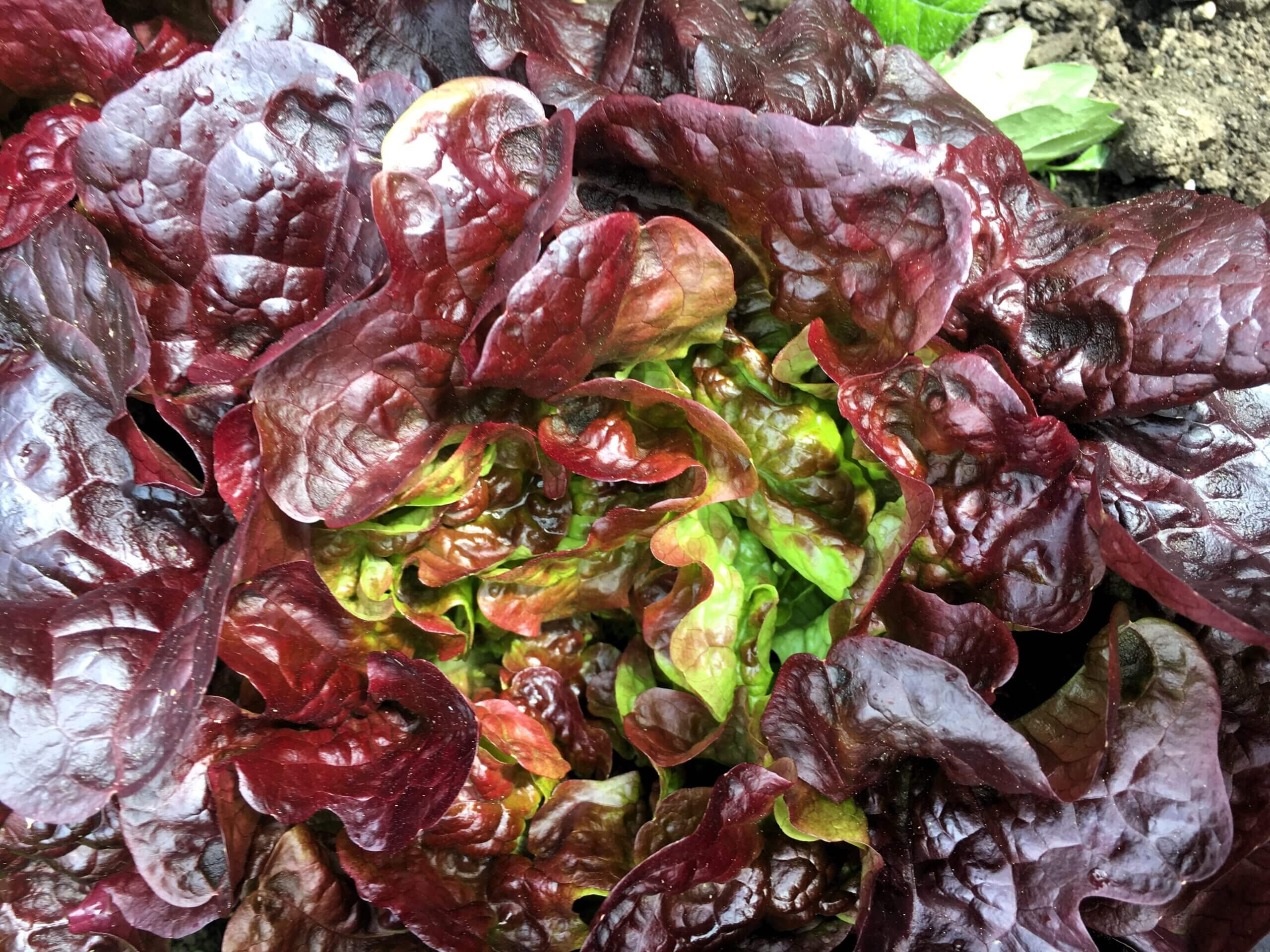 Annie’s Cafe & Produce in Black Mountain, NC (2)