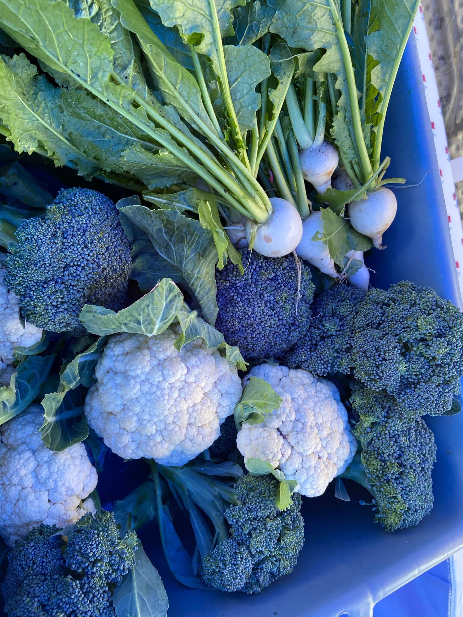 Annie’s Cafe & Produce in Black Mountain, NC (4)