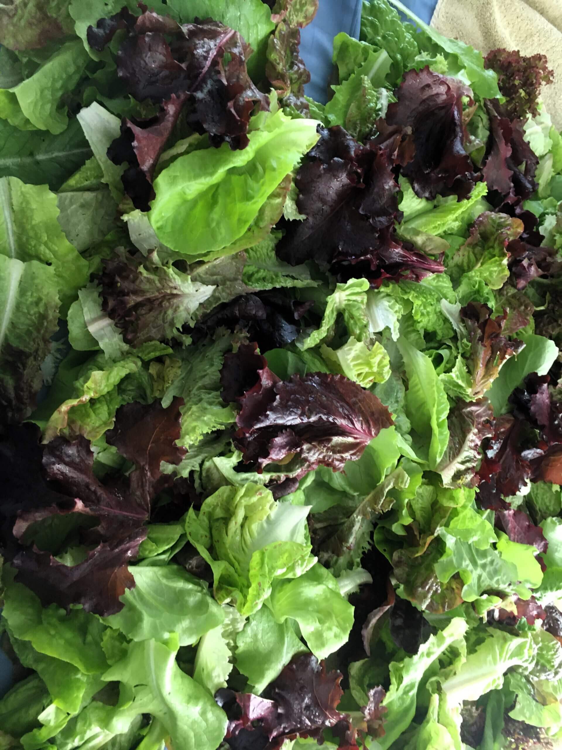 Annie’s Cafe & Produce in Black Mountain, NC (5)