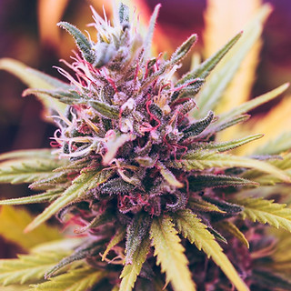 The Baked Bean - Coffee Shop & Dispensary in Rensselaer, IN