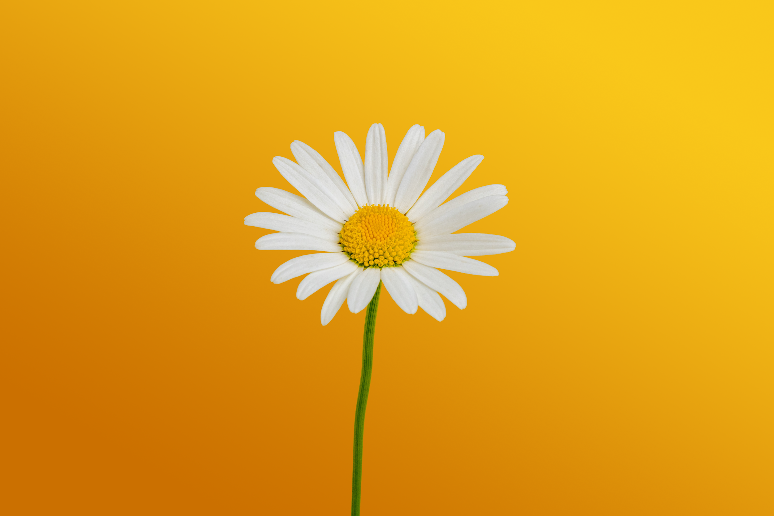 Rusted Daisy Salon & Boutique in Flowery Branch, GA