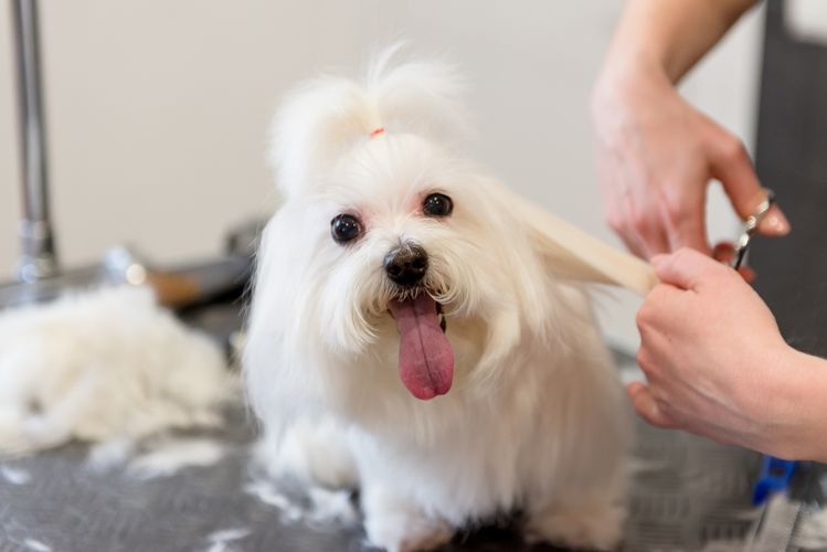 Shampoochies Pet Salon in Bailey, NC (4)