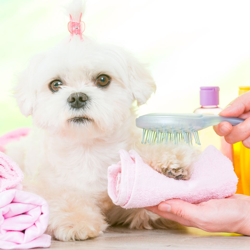 Shampoochies Pet Salon in Bailey, NC (6)