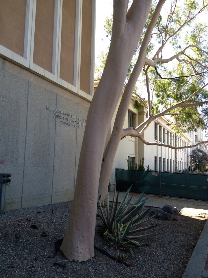 Sarkis Jacob Babachanian in Glendale, CA (2)