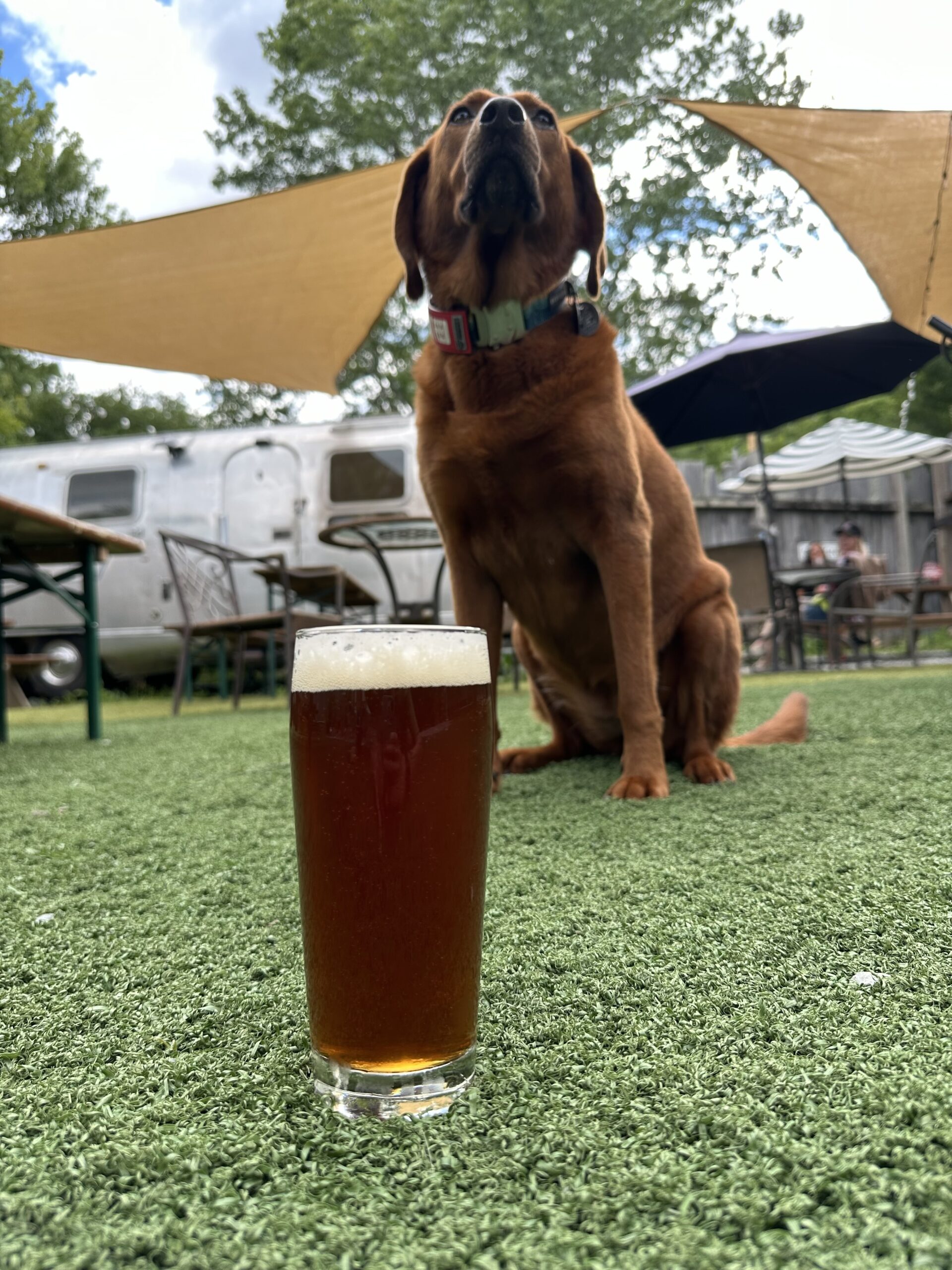 Noblebräu Brewing in Brevard, NC (5)