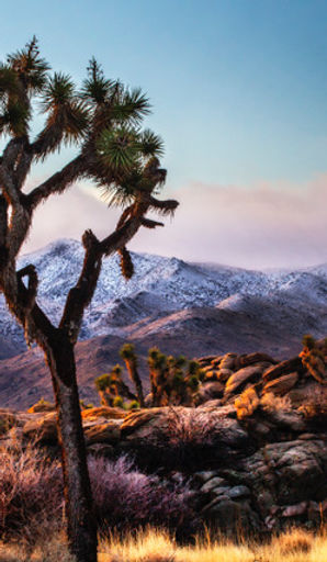 Glen Realty Sales in Yucca Valley, CA (2)