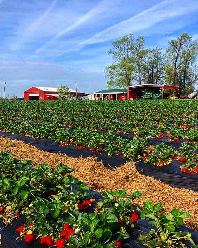Southside Farms in Chocowinity, NC
