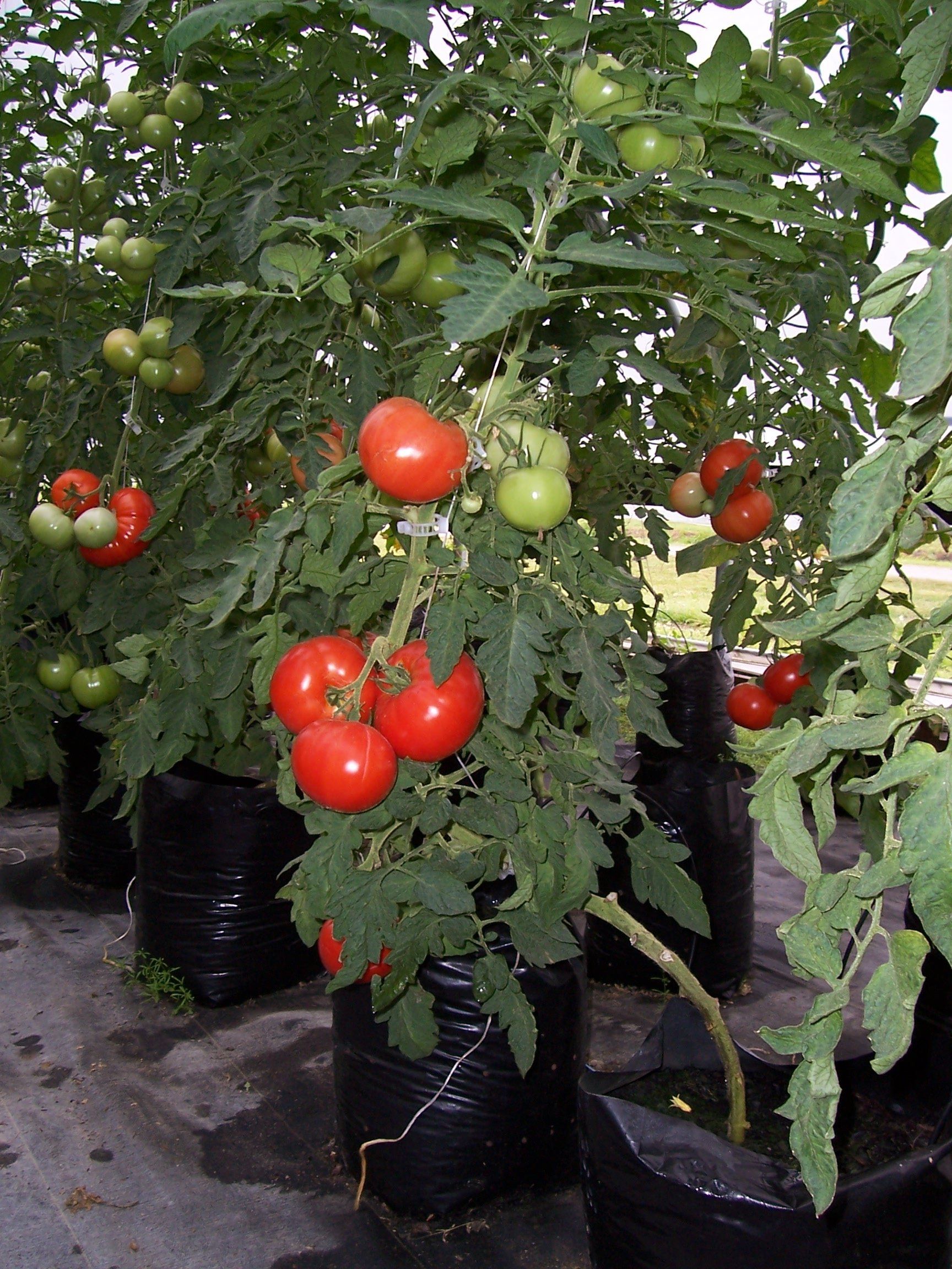 Southside Farms in Chocowinity, NC (3)