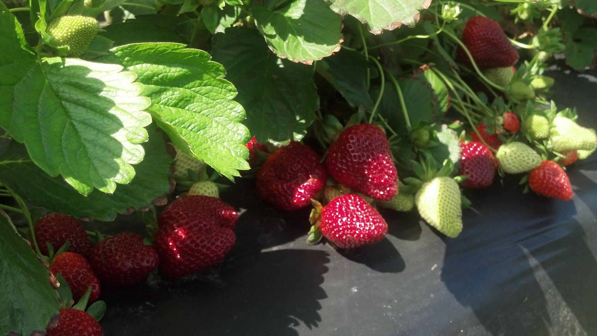 Southside Farms in Chocowinity, NC (5)