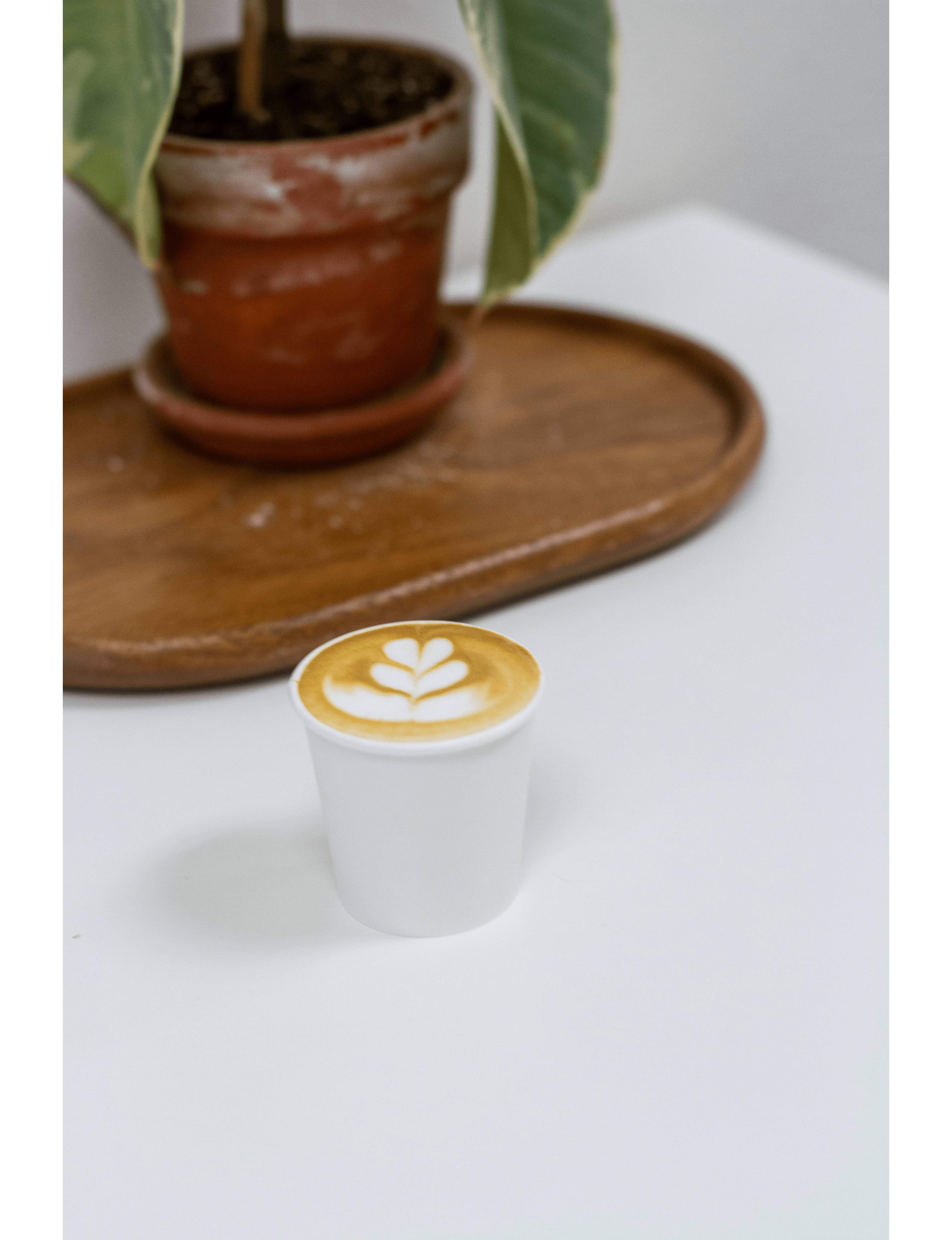 Wild Goose Coffee Roasters in Redlands, CA (2)