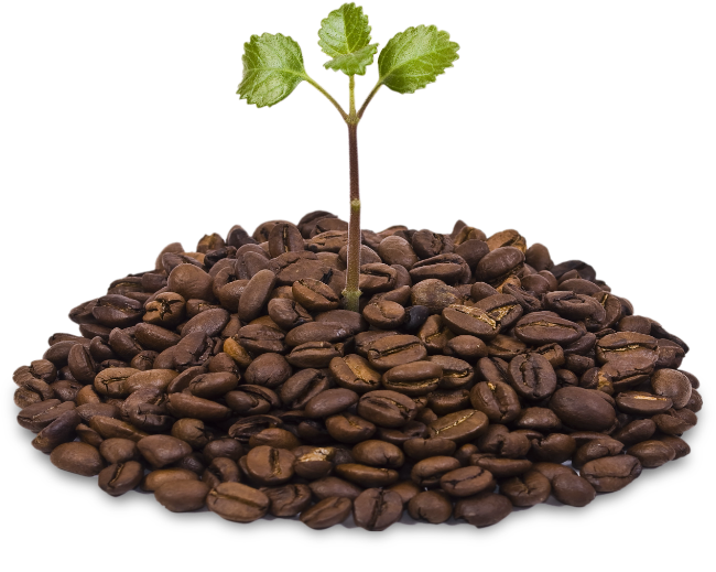 Taylor Lane Organic Coffee in Sebastopol, CA (2)
