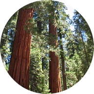 Sequoia Realty Services in Redwood City, CA