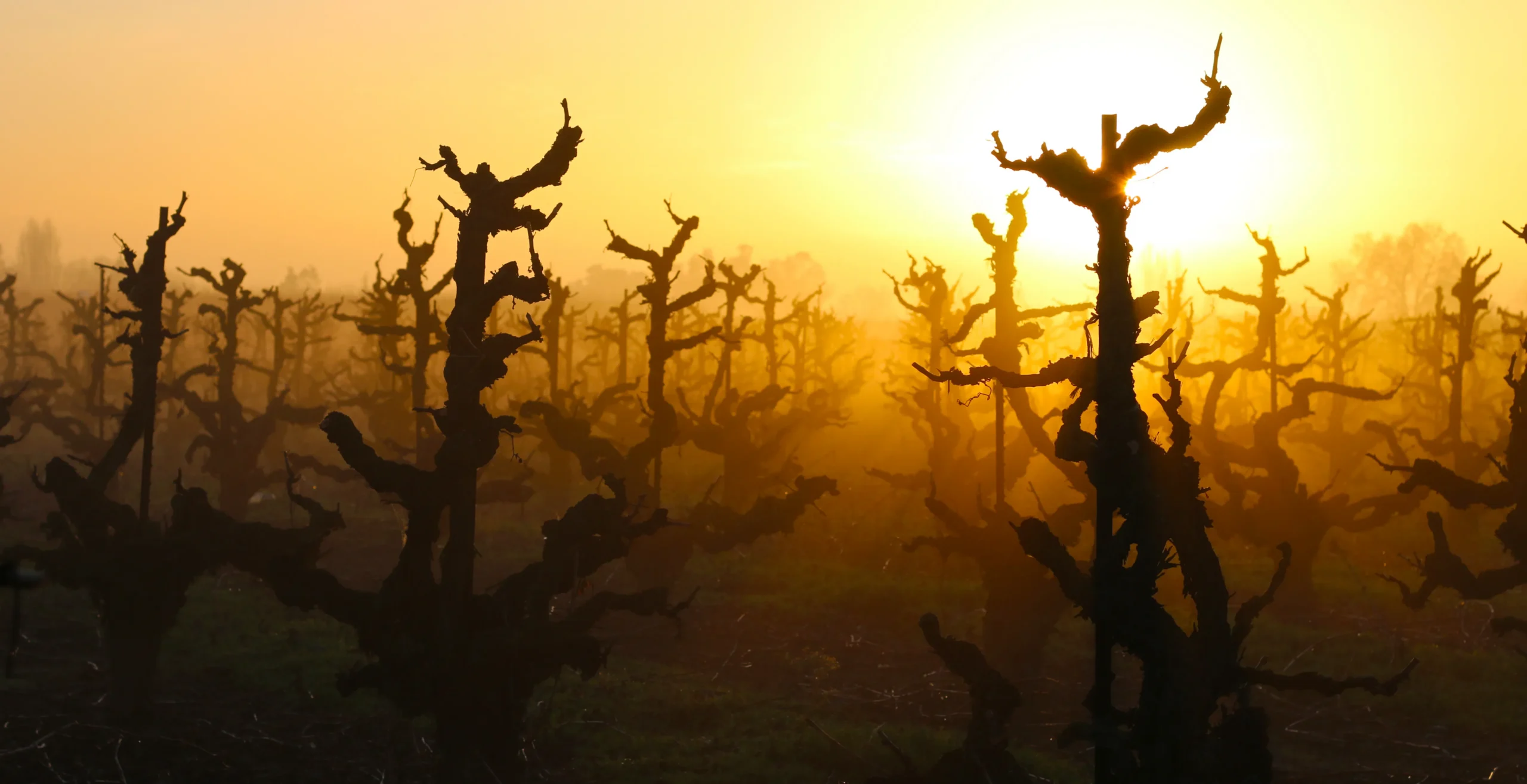 Klinker Brick Winery in Lodi, CA (2)