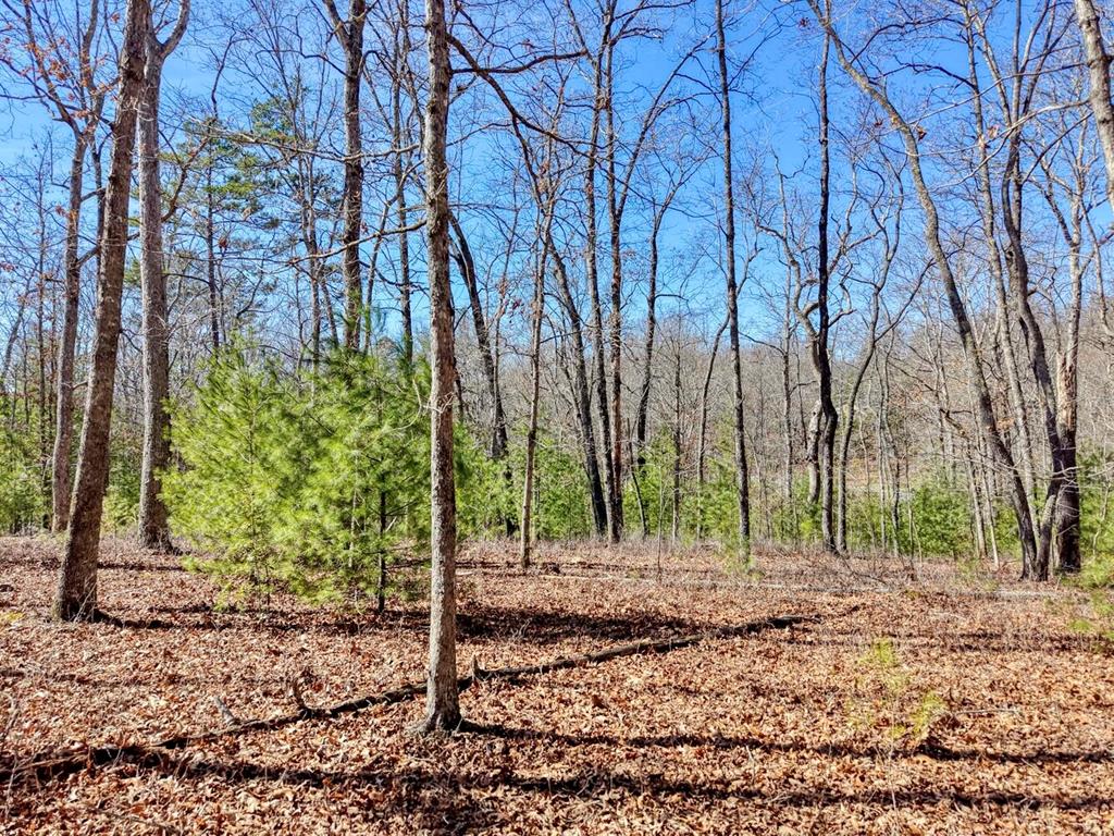 Lucretia Collins Team @ RE/MAX Town & Country in Blairsville, GA (4)