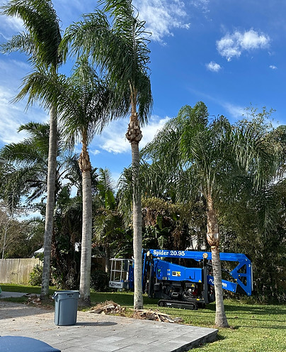 Trees for the Fallen, LLC in Osteen, FL (4)
