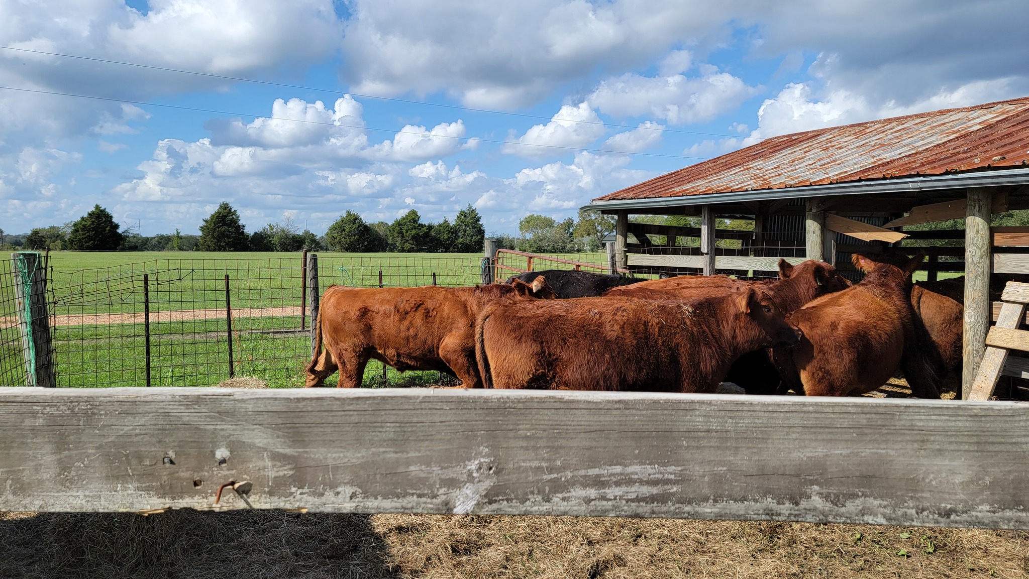 My Mark 61 Cattle Co. in Prairie View, TX (2)