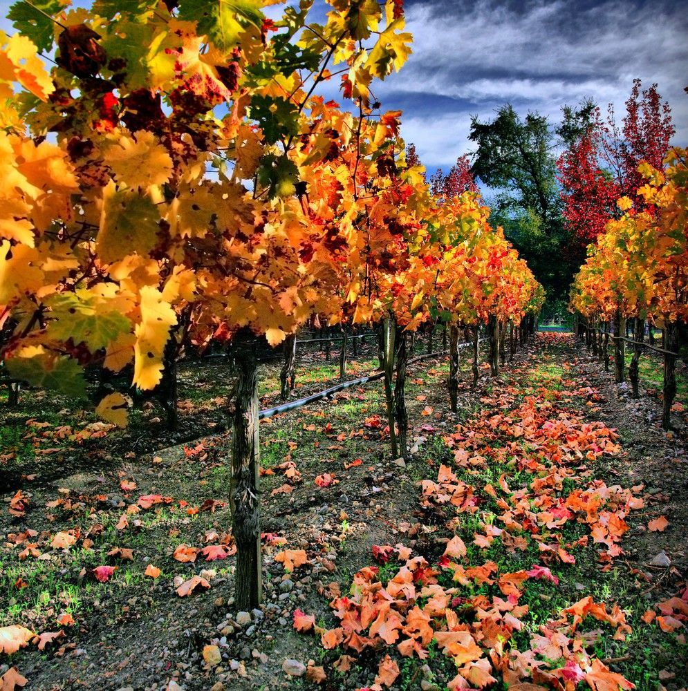 Vincent Arroyo Family Winery in Calistoga, CA