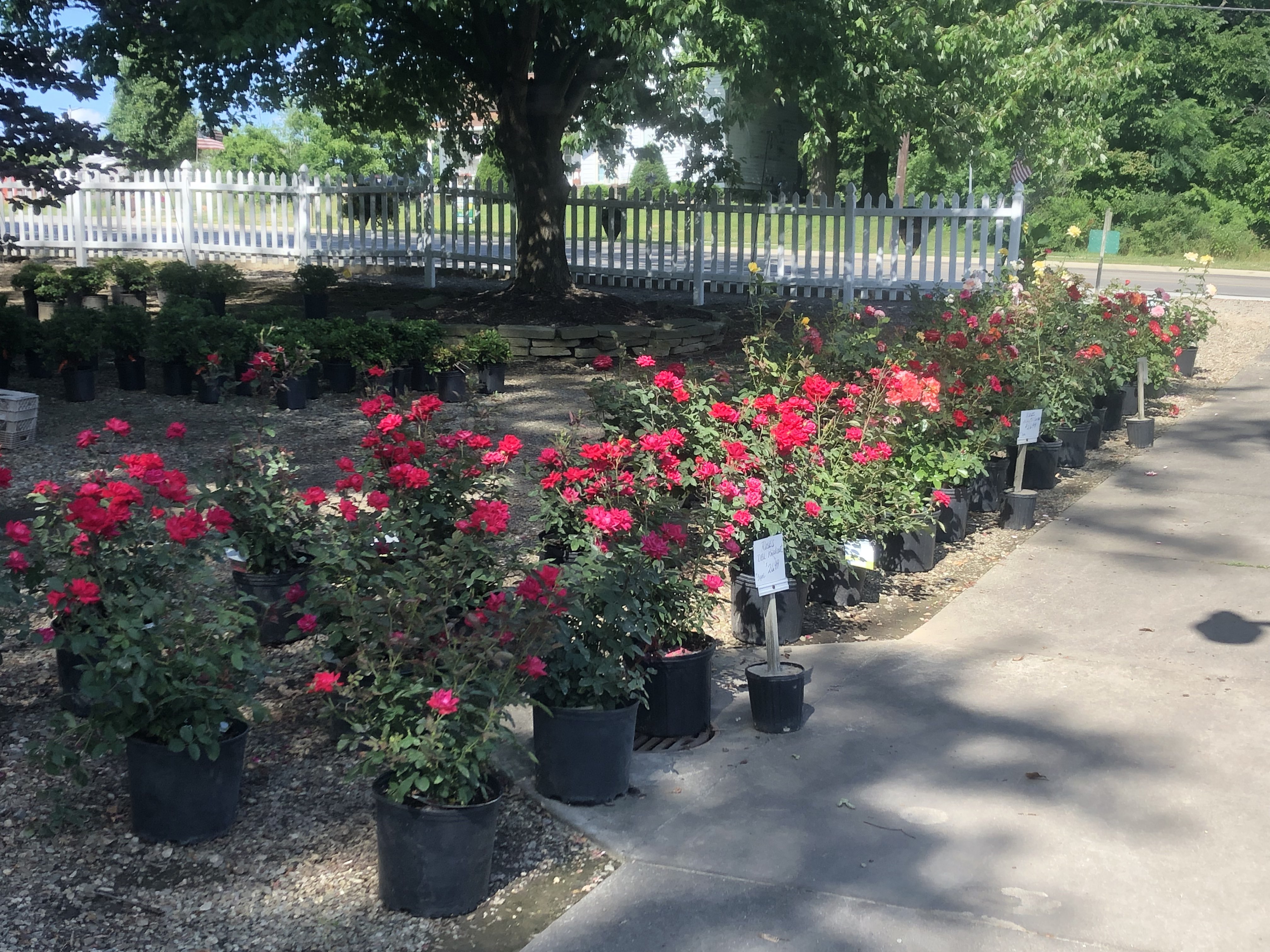 Dayton Flower & Garden Center in Norton, OH (4)