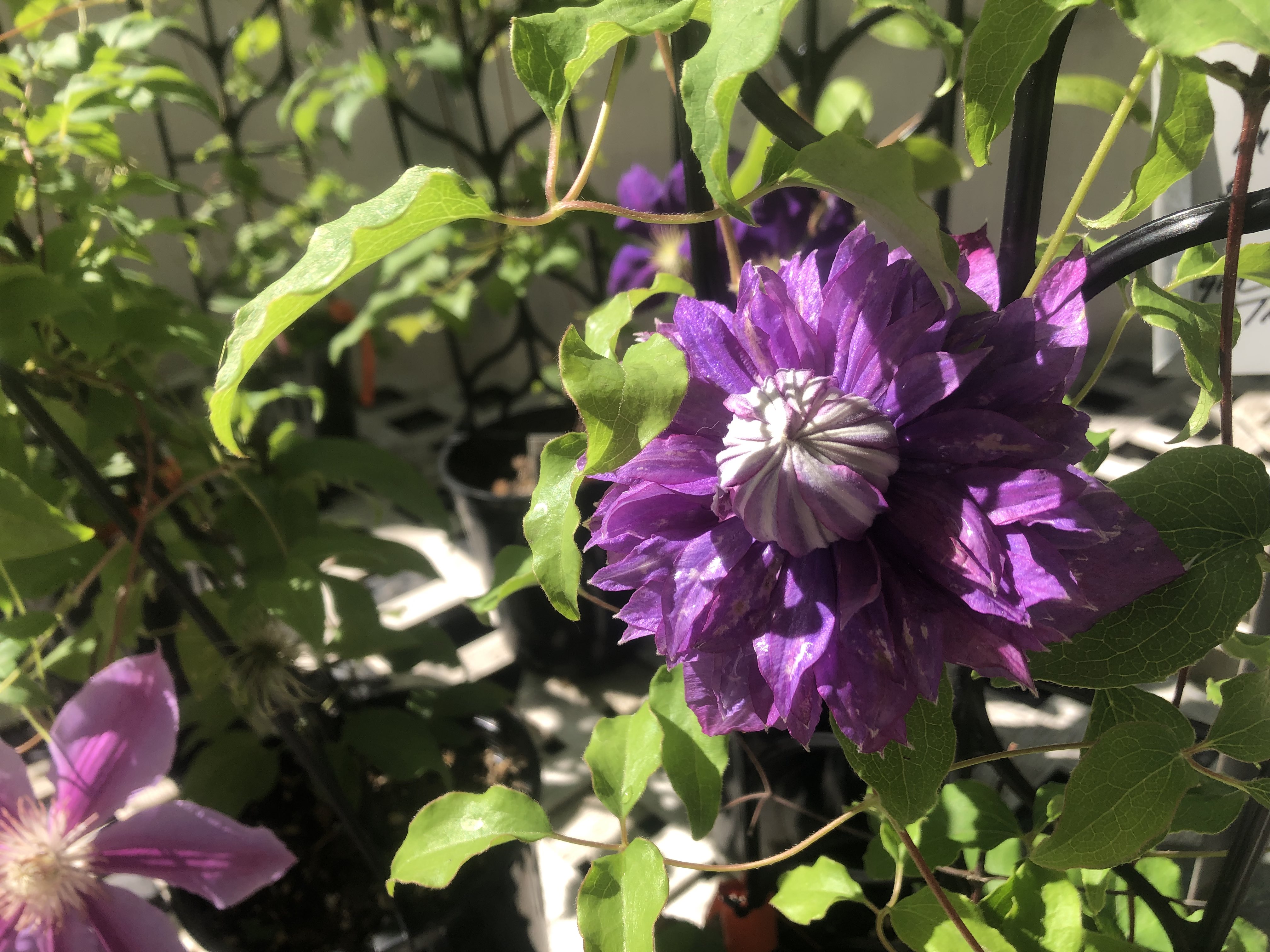 Dayton Flower & Garden Center in Norton, OH (6)