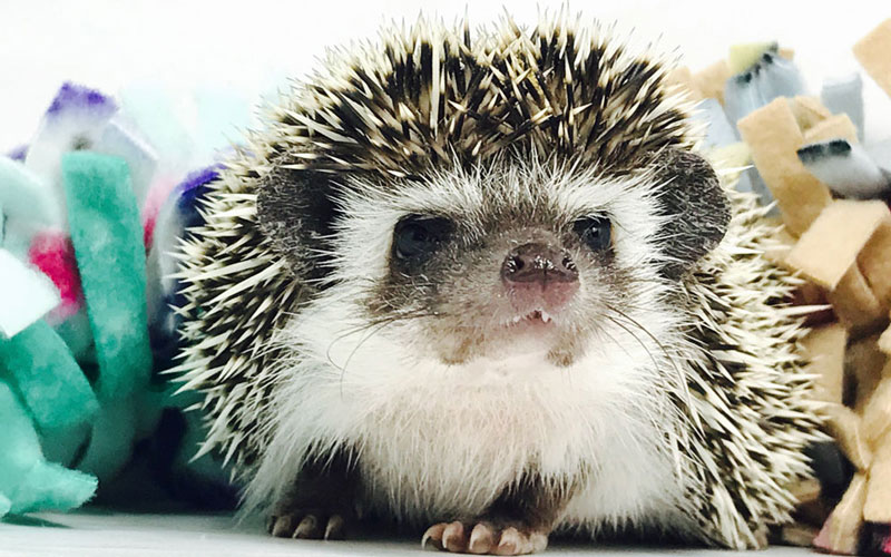 Millermeade Farm's Critter Connection Learning Center in Montpelier, OH (2)