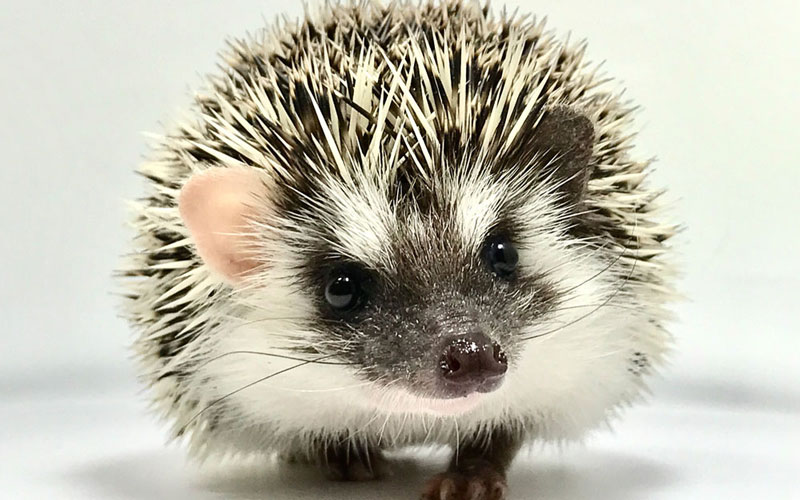Millermeade Farm's Critter Connection Learning Center in Montpelier, OH (3)