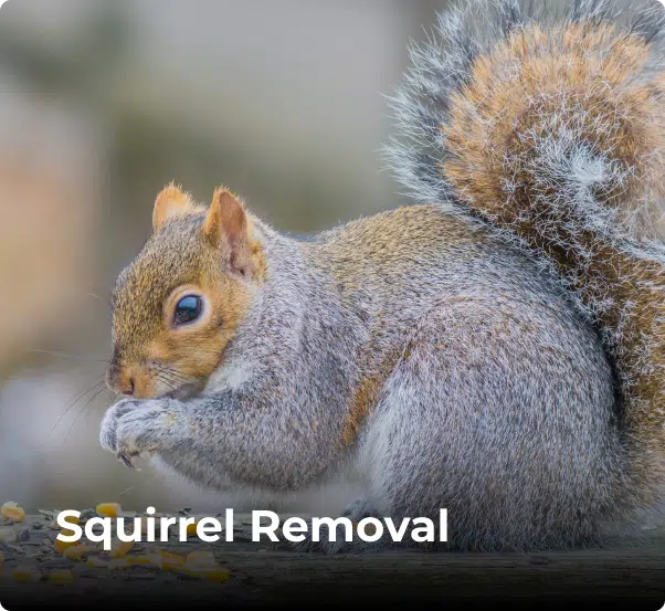Ampest Exterminating & Wildlife Control in Addison, IL