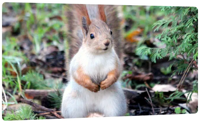 Ampest Exterminating & Wildlife Control in Addison, IL (4)