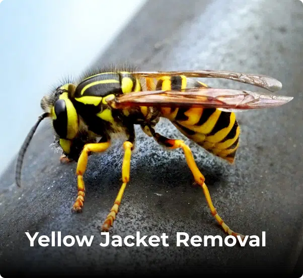 Ampest Exterminating & Wildlife Control in Addison, IL (5)