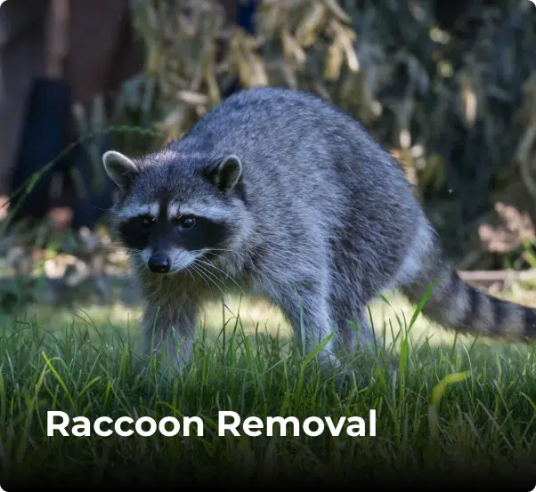 Ampest Exterminating & Wildlife Control in Addison, IL (6)