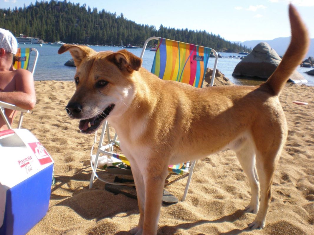 Dog Wash of Tahoe in South Lake Tahoe, CA