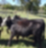 Baldy Beef Company in Palestine, TX