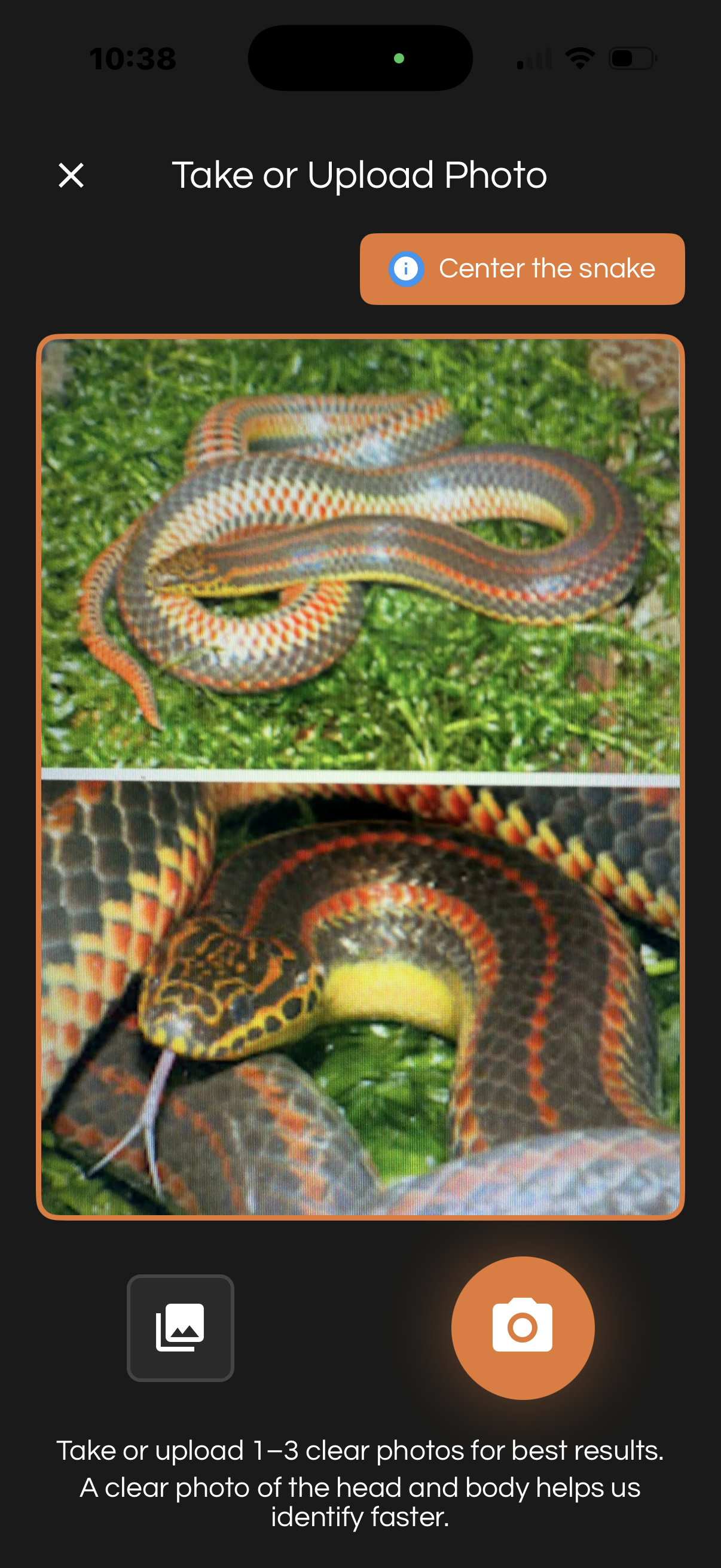 Snake Snap in Eustis, FL