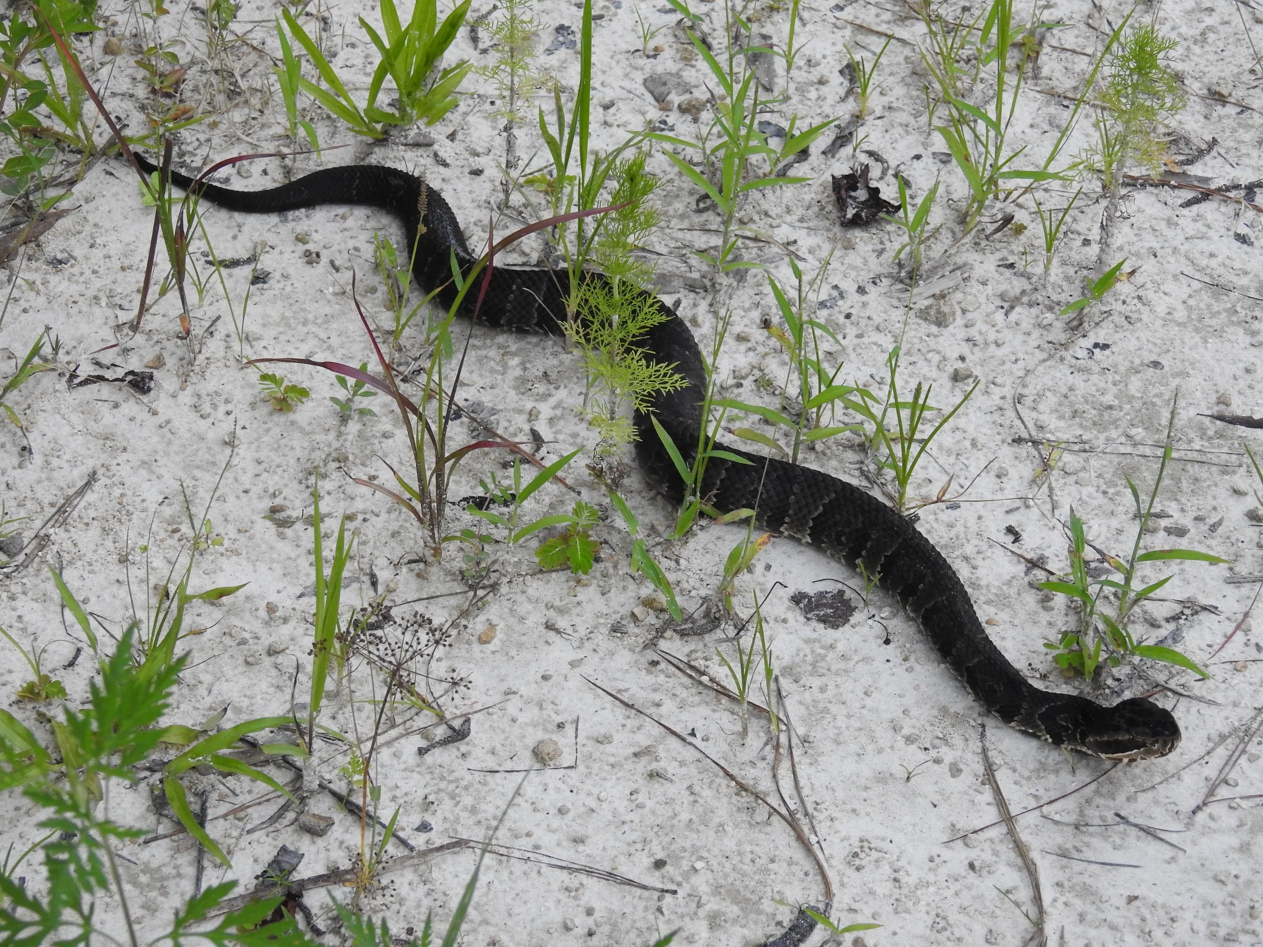 Snake Snap in Eustis, FL (2)
