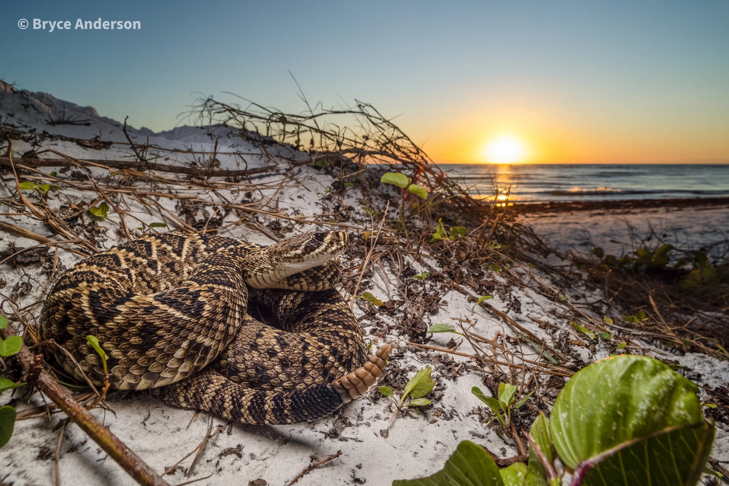 Snake Snap in Eustis, FL (3)