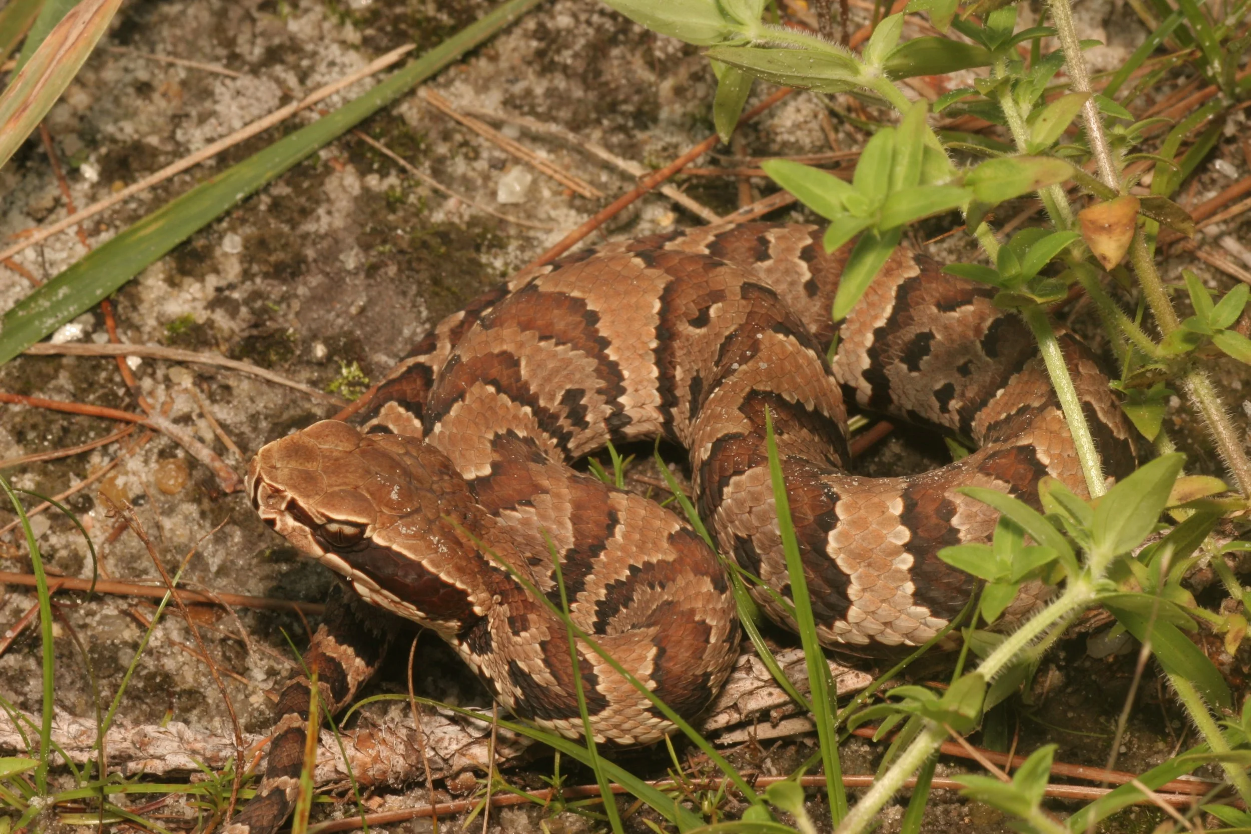 Snake Snap in Eustis, FL (5)