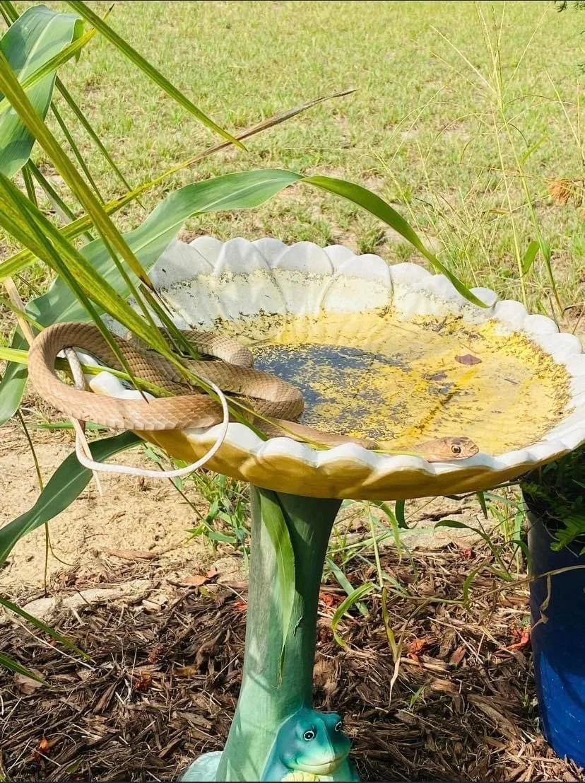 Snake Snap in Eustis, FL (6)
