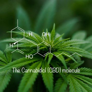 The Impeccable CBD Store in Augusta, GA
