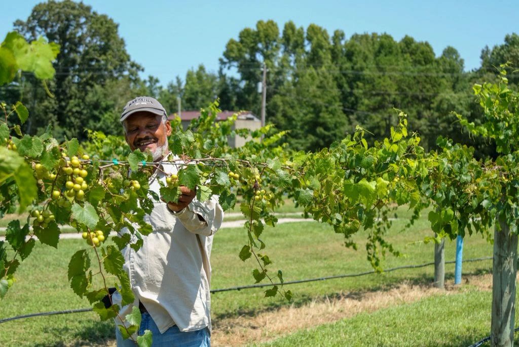 Seven Springs Farm and Vineyard in Norlina, NC (4)