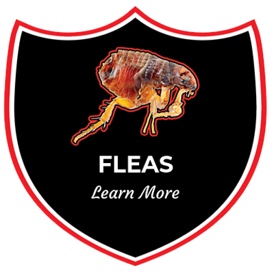 At Ease Pest Solutions, LLC in Troutman, NC (3)