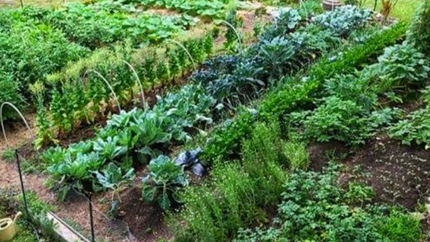 Blue Ribbon Organics in Caledonia, WI