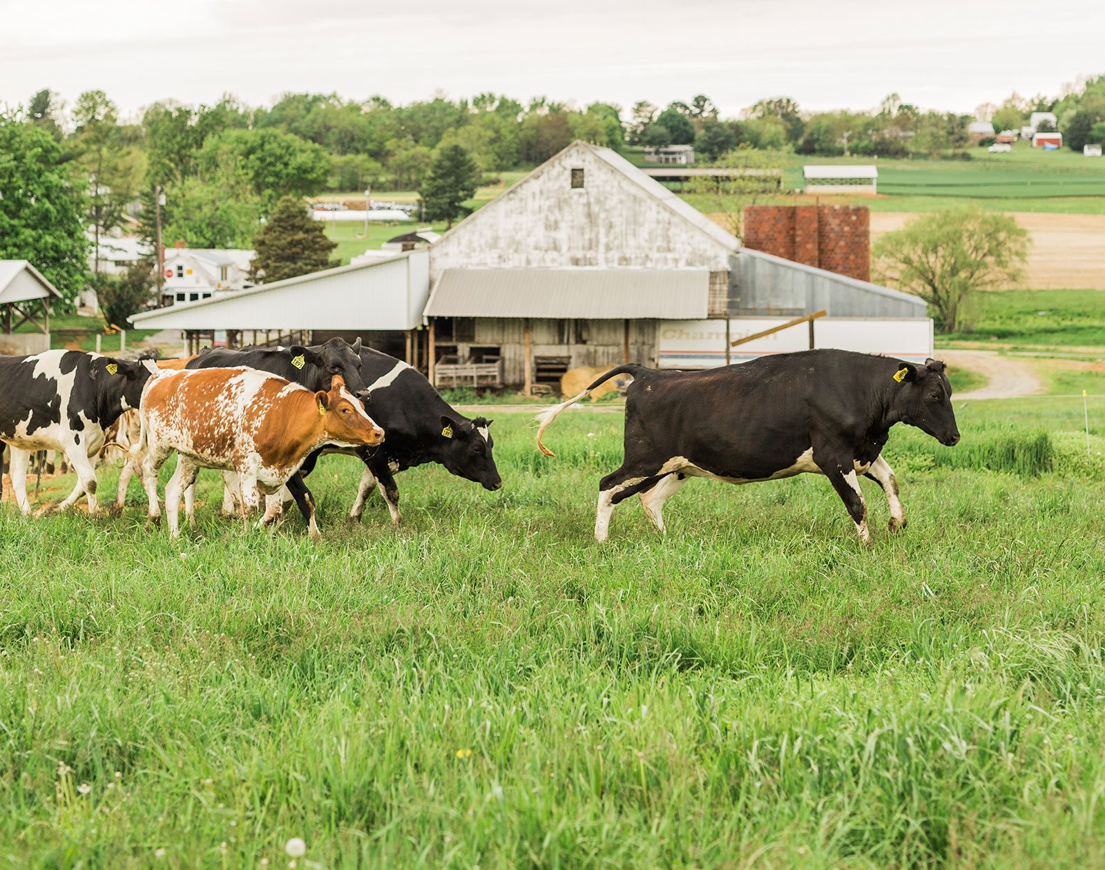 Misty Meadows Farm Creamery in Smithsburg, MD (2)
