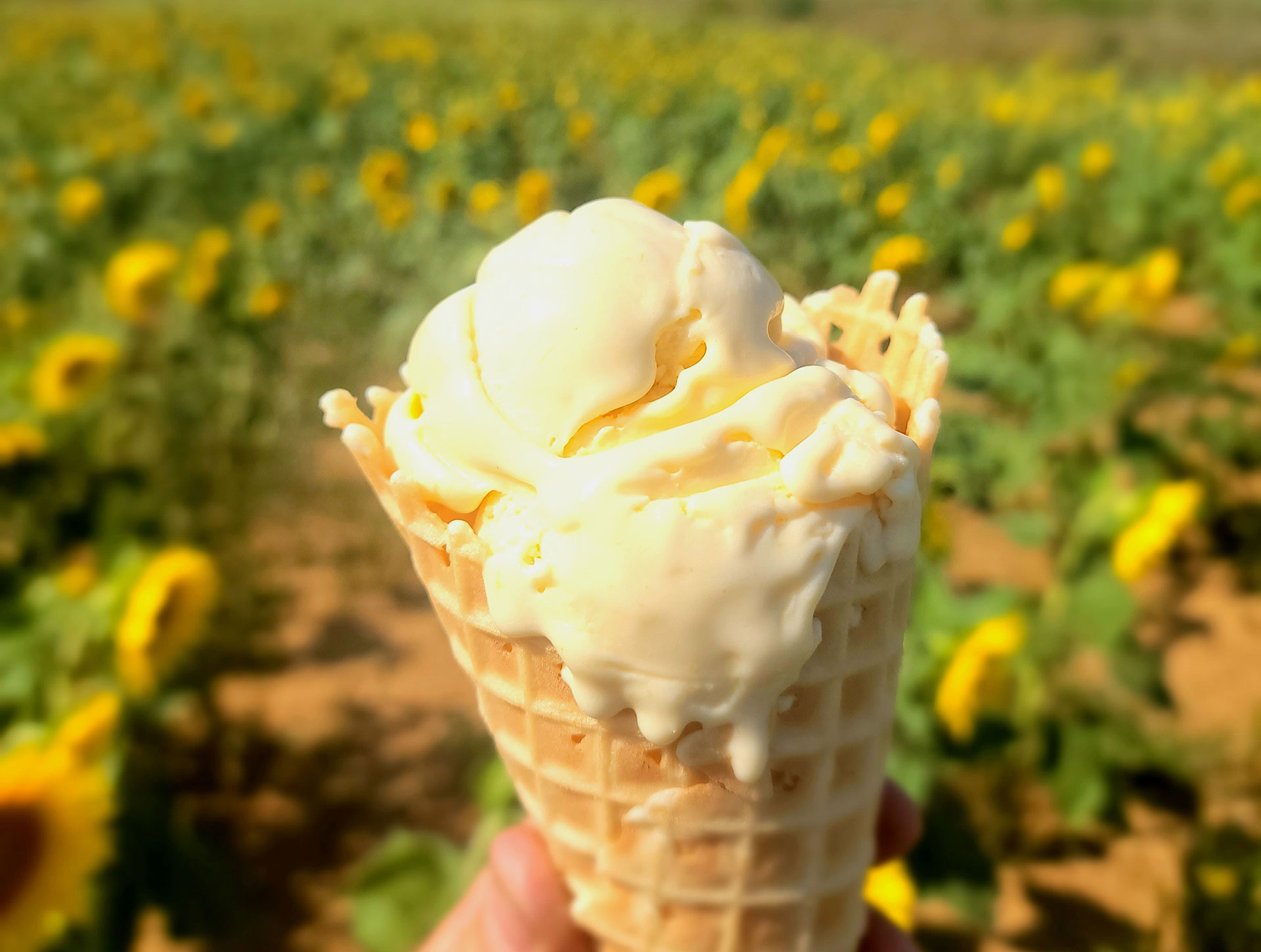 Misty Meadows Farm Creamery in Smithsburg, MD (4)