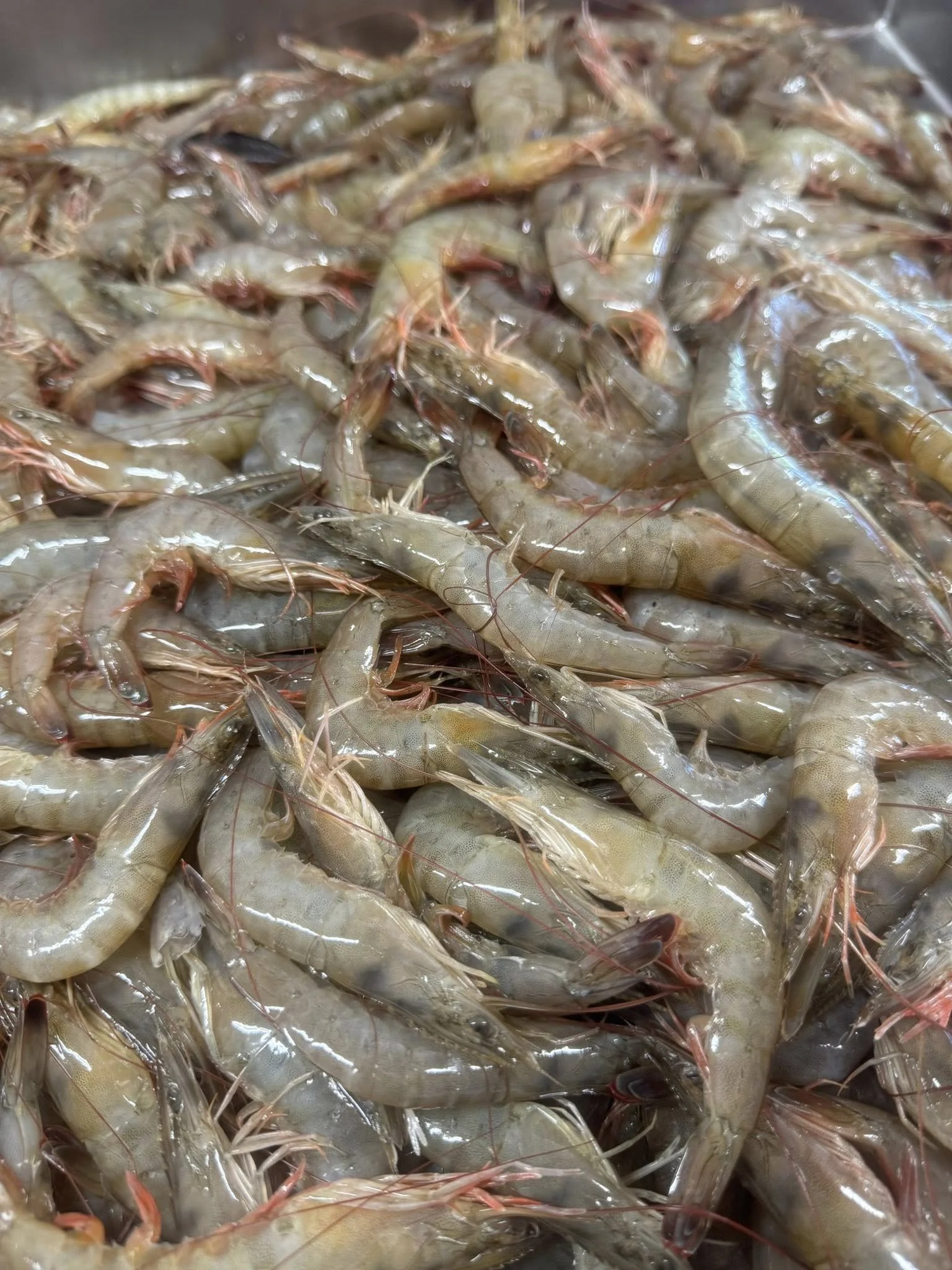 Front Street Fish in New Bern, NC (3)