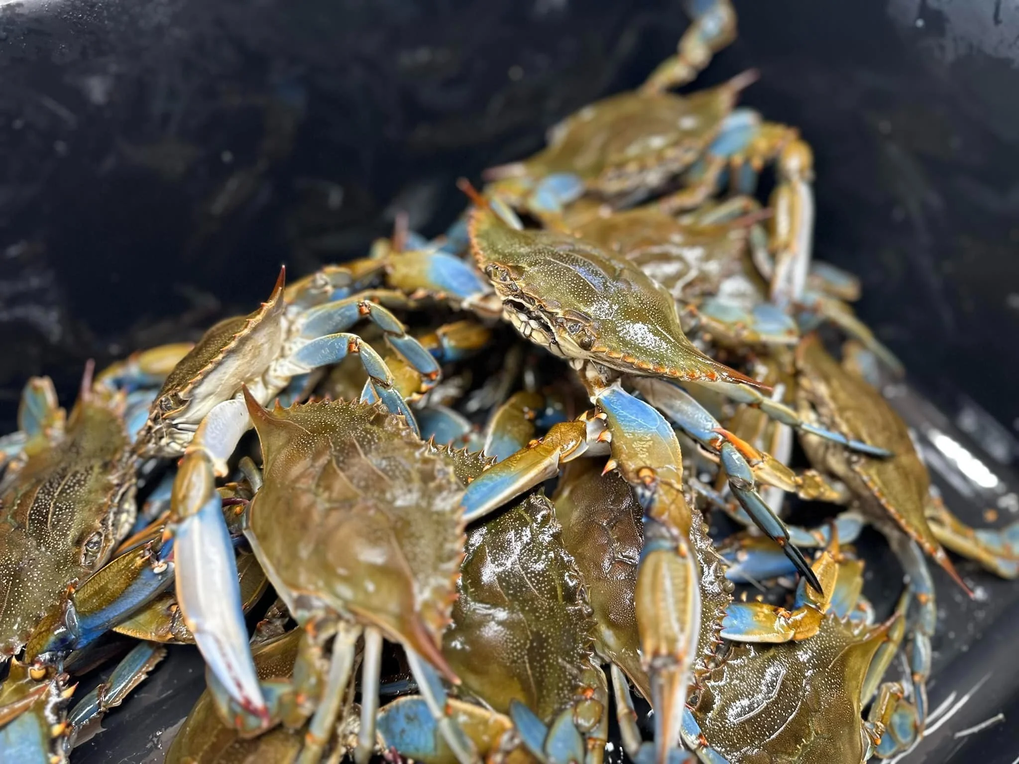 Front Street Fish in New Bern, NC (5)