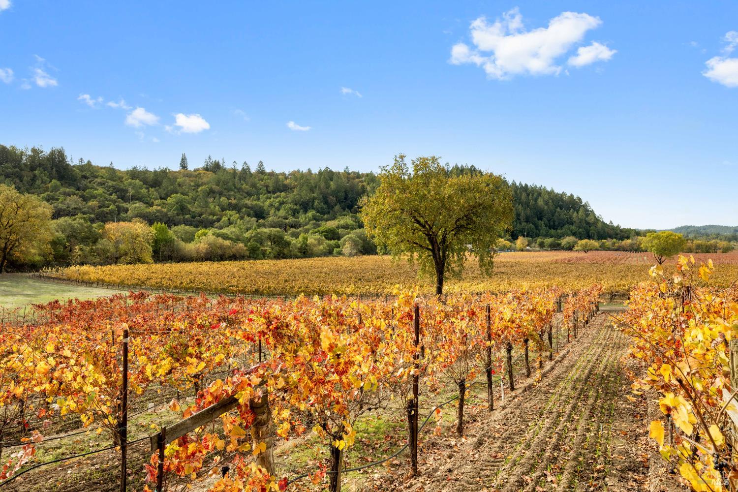 The Stornetta Group, REALTOR® in Sonoma, CA