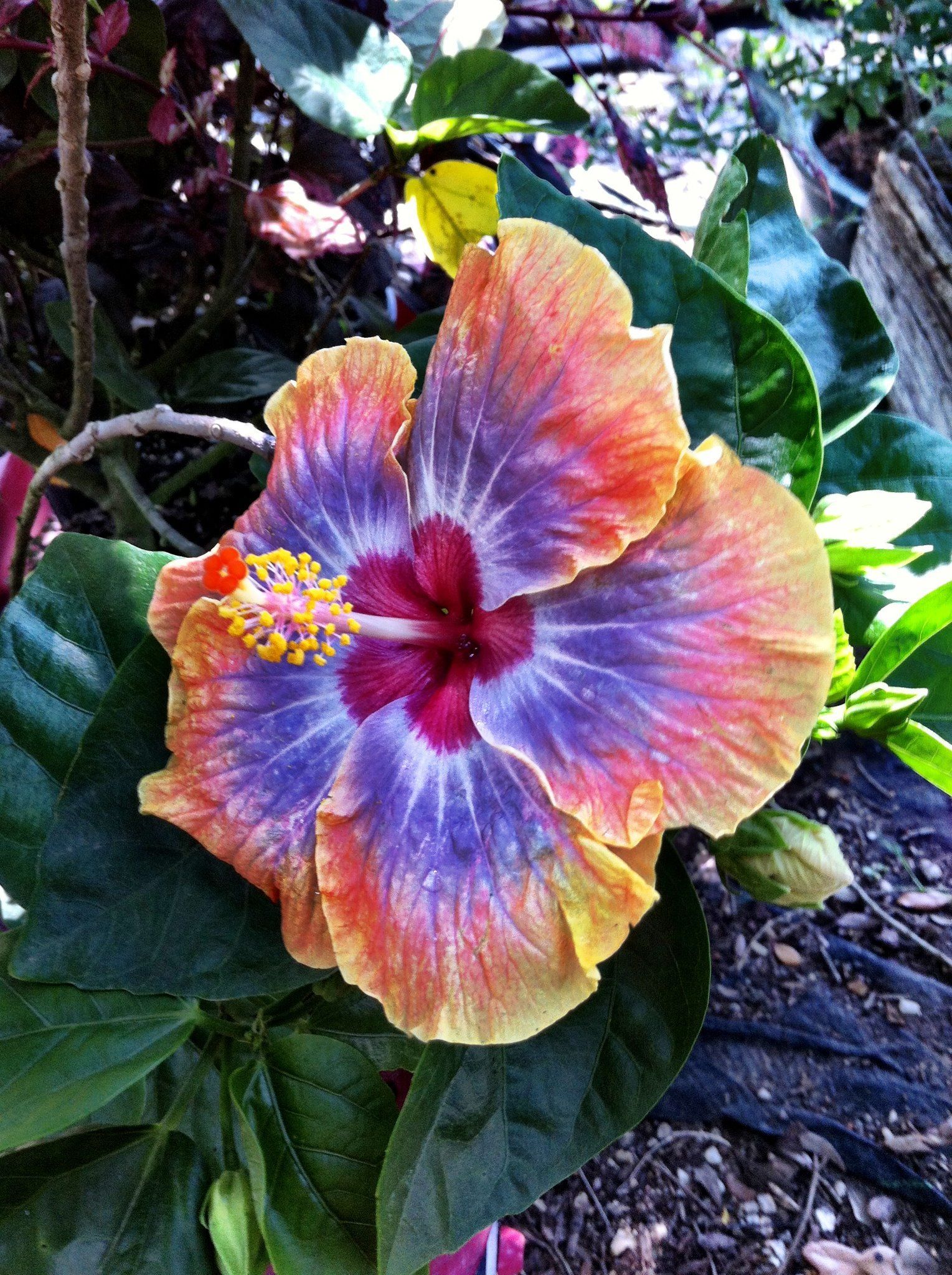 Maas Nursery inc. in Seabrook, TX